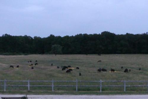 a herd of animals grazing in a field at Chambres et Table d'Hôtes Les Machetières in Langeais