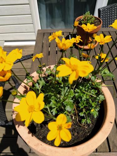 a pot of yellow flowers on a wooden table at Chambre Zen Et Calme in Bouveret