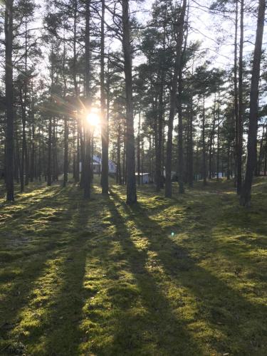 a forest with the sun shining through trees at Villa near Åhus in Yngsjö