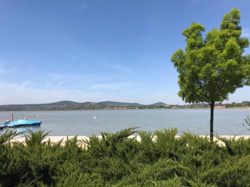 a tree on the shore of a lake with a boat at Relax and Spa - DeLux Apartman in Velence