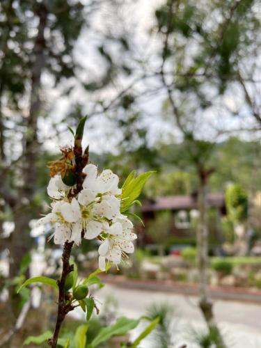 a white flower with a bee on top of it at 自在旅墅山莊 in Guoxing