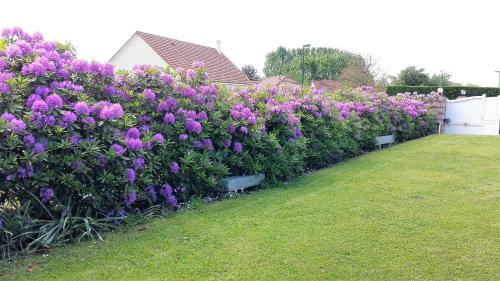 a hedge of purple flowers in a yard at CHAMBRE PRIVEE AVEC SALON, garage voiture, vélos, motos in Tourville-sur-Arques