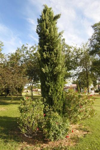 Κήπος έξω από το Gîte Mon Paradis
