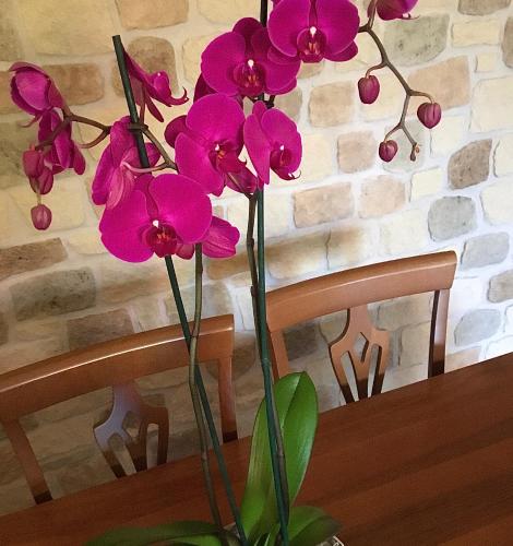 a vase with pink flowers sitting on a table at Soggiorno in Relax in Correggioverde