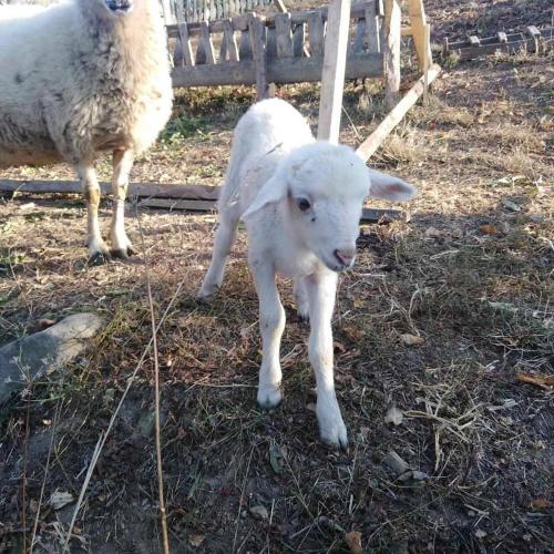 a baby sheep standing in the grass with its mother at Turizam Koturovic in Ivanjica