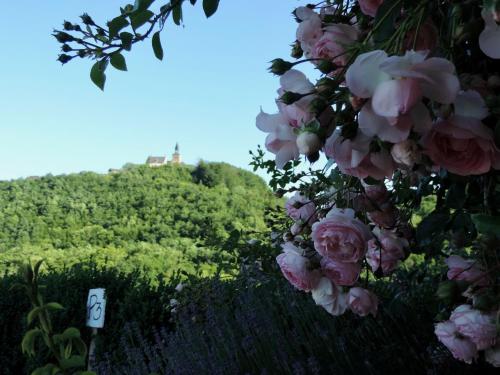 Une bande de roses roses avec une colline en arrière-plan dans l'établissement Les 5 Petits Lapins, à Bar