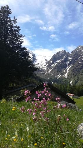 a field of flowers with mountains in the background at Solimmo in Temù