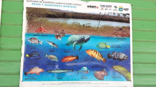 a poster of fish in the water at Villa Rosa in Punta Rucia
