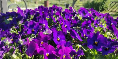 a bunch of purple flowers in a garden at La Luna nel Parco in Fano