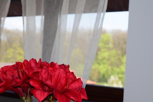 a red flower in a vase next to a window at Pensiunea Corbeanca - cazare si evenimente in Corbeanca