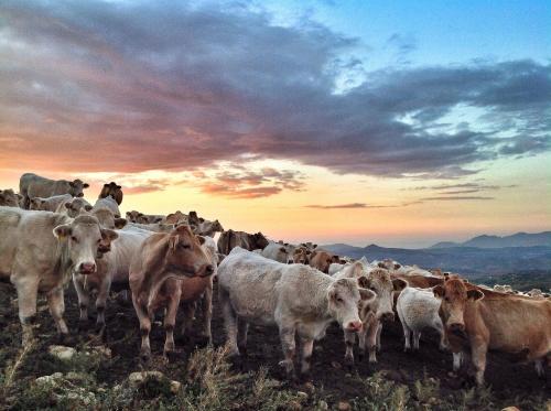 a herd of cows standing on top of a hill at Agriturismo Ridocco in Corleone
