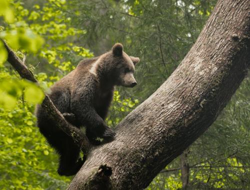 a brown bear sitting on top of a tree at Zabola Estate - Transylvania in Zăbala