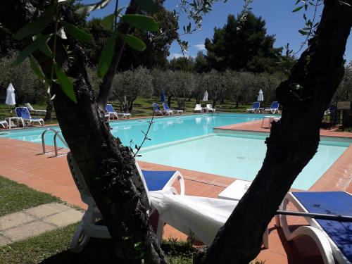 a swimming pool with chairs and a tree at Villa Nottola in Montepulciano