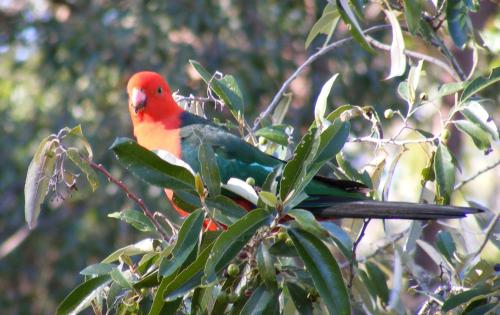 a red and blue bird sitting on a tree branch at Wallaby Ridge Retreat in Mount Tamborine