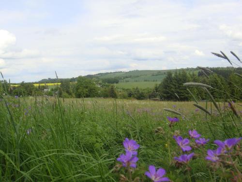 pole fioletowych kwiatów na polu trawy w obiekcie Landgasthof Kemter w mieście Dröbischau