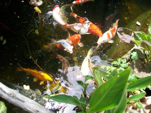 a group of fish swimming in a pond at Adelaide Inn in Paso Robles