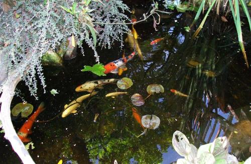 a group of koi swimming in a pond at Adelaide Inn in Paso Robles