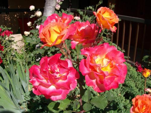 a group of pink and orange roses in a garden at Adelaide Inn in Paso Robles