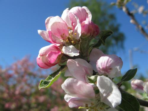 a close up of a flowering tree with pink flowers at Stenslid Bottna By St Anna in Söderköping