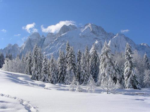 a snow covered forest with a mountain in the background at Agriturismo Prati Oitzinger in Valbruna