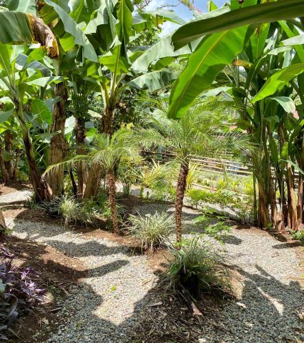 a row of palm trees and plants in a garden at Argovia Ecolodge in Tapachula