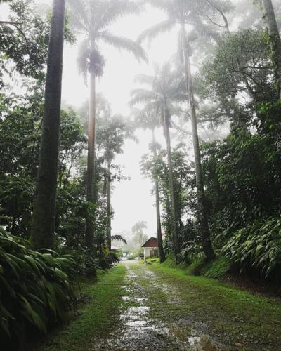 a dirt road with palm trees and a house in the distance at Argovia Ecolodge in Tapachula
