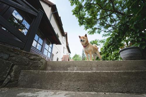 a dog standing on the stairs of a house at Penzion Onyx in Český Krumlov