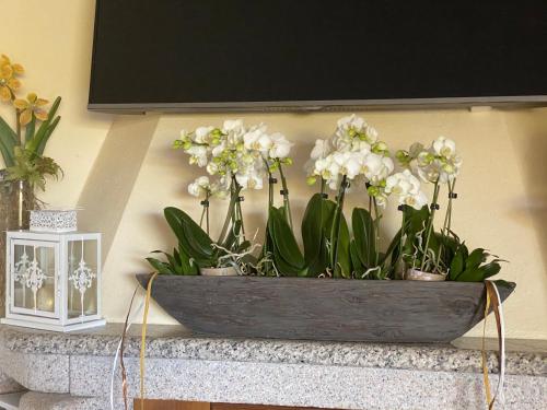 Gallery image of Bed and Breakfast Li Paduli Alvi in Cannigione