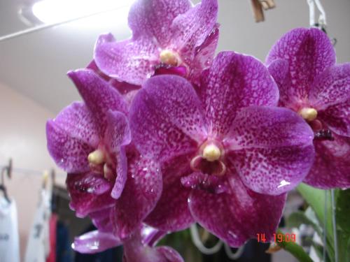 a group of purple flowers with raindrops on them at Pousada das Orquideas de Jau in Jaú