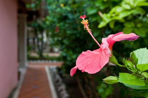 a pink flower is growing on a plant at Cabanas Maria Del Mar in Isla Mujeres