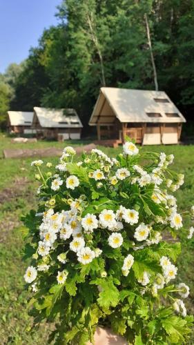 a bush of white flowers in front of a house at Глемпінг Шатро in Ulʼyaniki