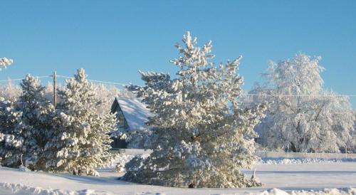 a group of trees covered in snow at Kelluka Holiday House in Pärispea