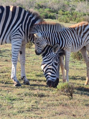 two zebras standing next to each other in a field at Indalu Game Reserve in Boggomsbaai