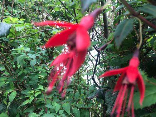 two red flowers in front of a tree at Niblick in Bantry