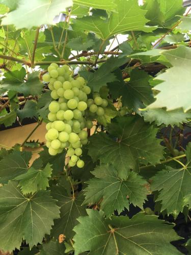 a bunch of green grapes hanging from a tree at Berg´s Backpacker in Rüdesheim am Rhein