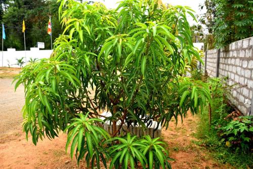a small tree in a yard next to a fence at Wingate Hotel Wilgamuwa in Wasgamuwa