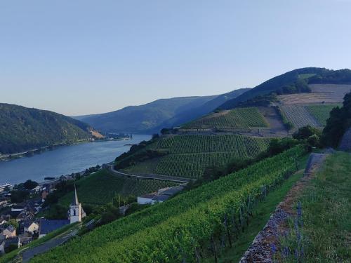 a view of a vineyard with a river and a town at Berg´s Backpacker in Rüdesheim am Rhein