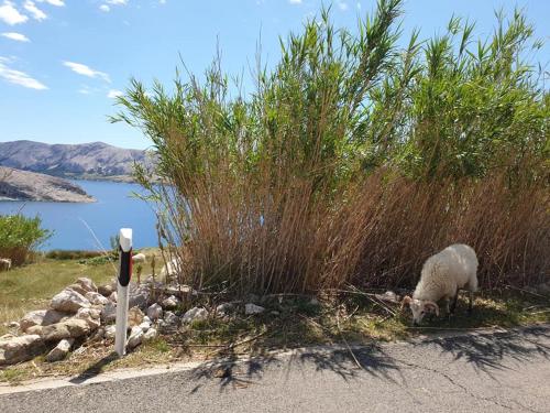 a sheep eating grass on the side of a road at Apartmani Dalmatinka in Metajna
