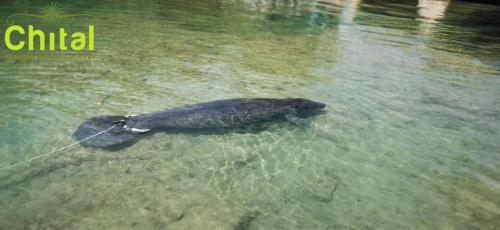 Animales en el hotel o alrededores