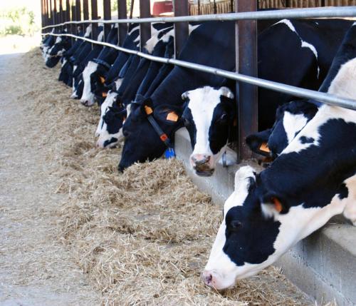 a group of cows are eating hay in a pen at Cascina Bosco Gerolo in Rivergaro