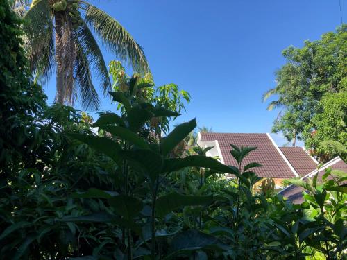 綏和的住宿－Hoàng Ngọc's House，房屋前的棕榈树