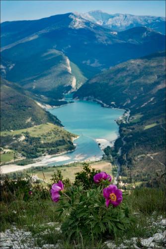 a group of purple flowers on top of a mountain at Le Chalet du Berger in Briançonnet