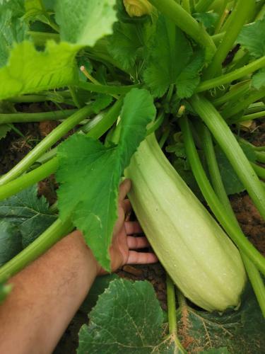 a person holding up a bunch of green celery at Masseria Le Querciole in Fauglia