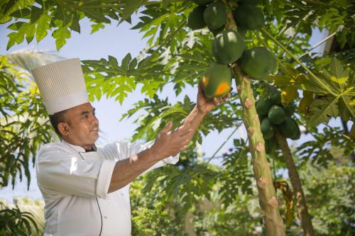 a man in a chef hat picking fruit from a tree at Sri Sharavi Beach Villas & Spa - with 43 metre saltwater infinity pool in Mirissa