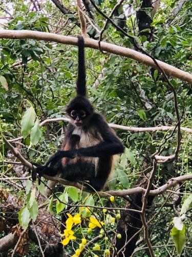 Animales en el hotel o alrededores