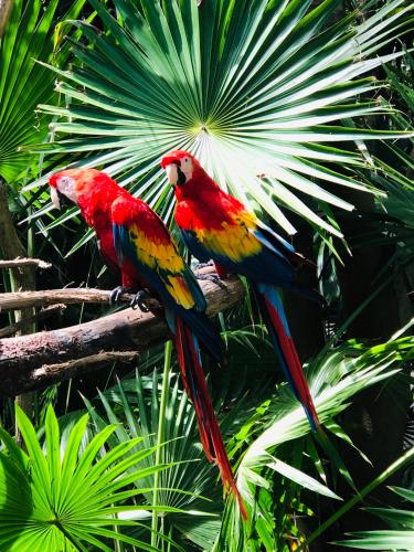 Animales en el hotel o alrededores