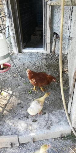 a bird and two ducks standing in front of a door at La Gallina Nel Castello in Albenga