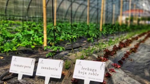 a greenhouse filled with green plants with signs at Augusta Eco Wellness Resort 4 Superior in Sanxenxo