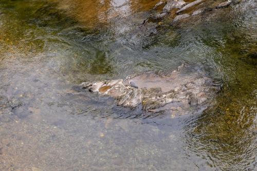 a body of water with a dead fish in it at Twin Mountain Inn & Suites in Pigeon Forge