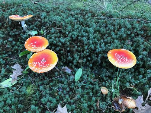 a group of orange mushrooms on the grass at Srokowski Dwór 1 - Stara Kuźnia - Prywatna Sauna ! in Srokowo